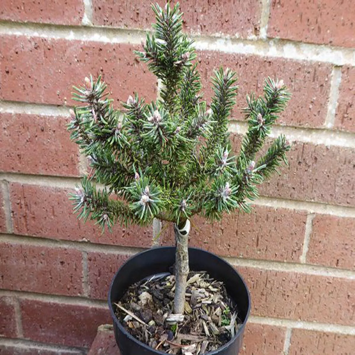 Pinus mugo KissenEuropean Mountain Pine