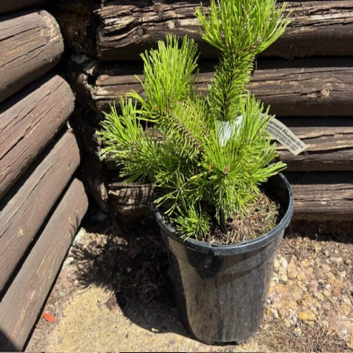 Pinus mugo LaarheideDwarf mountain pine
