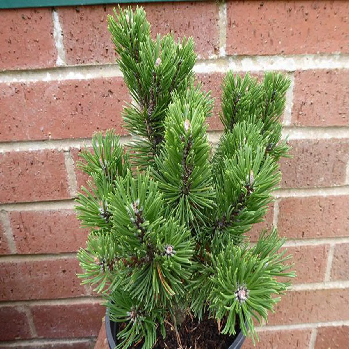 Pinus mugo Sherwood CompactMountain Pine