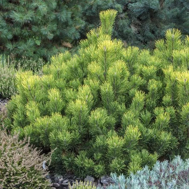 Pinus mugo var. mughus 'Enci'- Enci Dwarf Mugo Pine