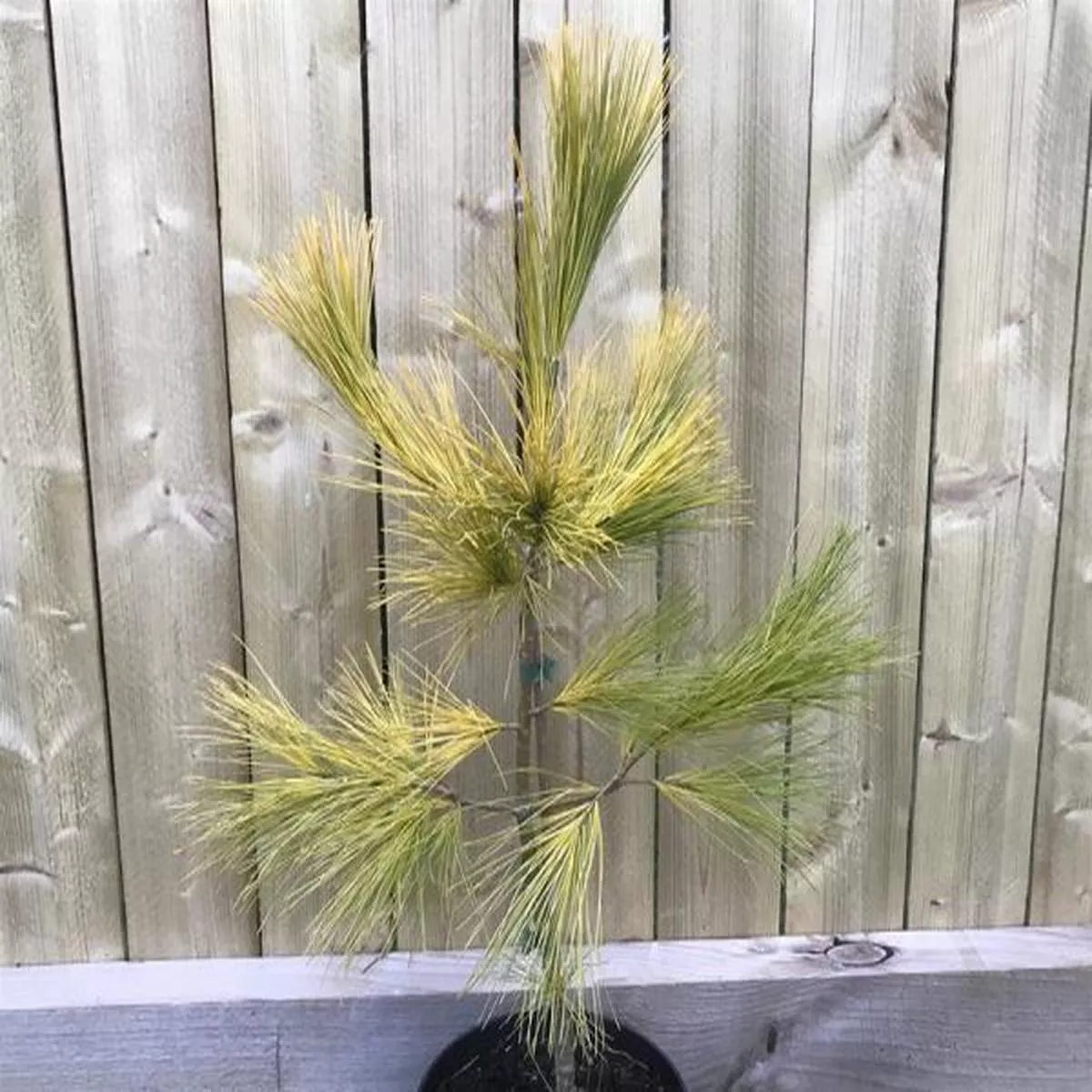 Pinus strobus LouieWeymouth pine