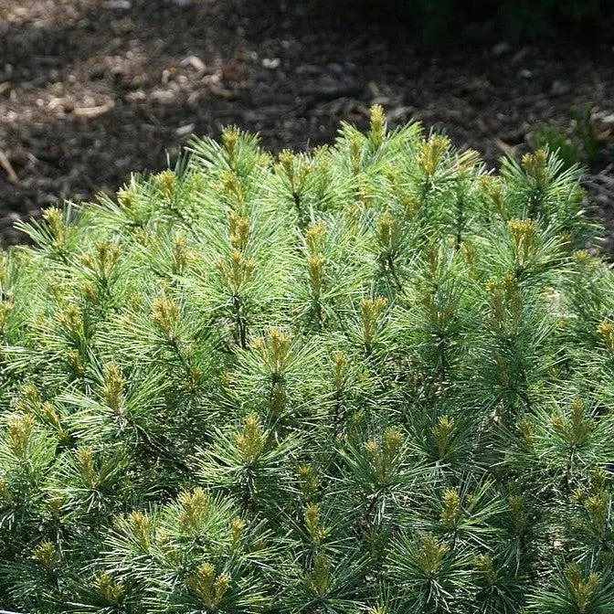 Pinus strobus 'Soft Touch'- Soft Touch White Pine