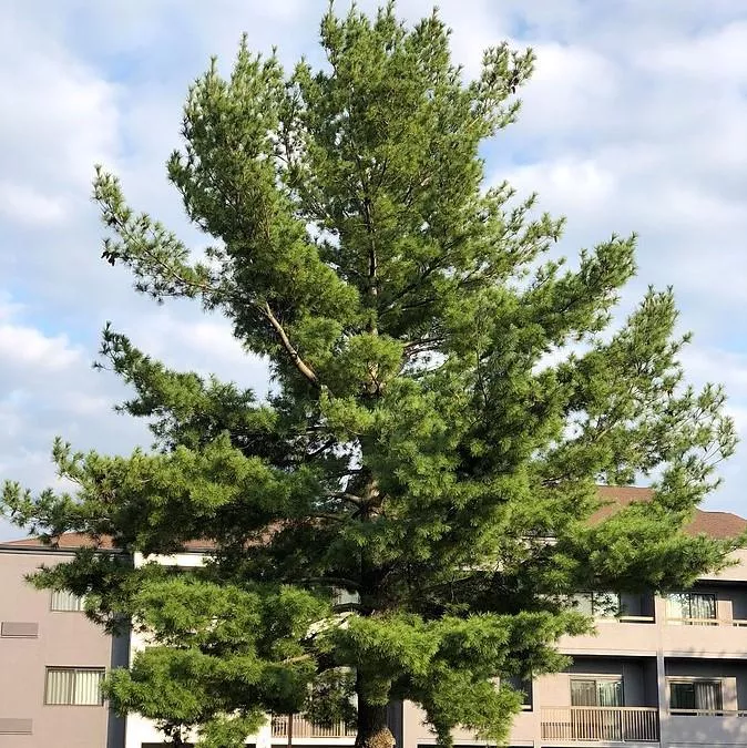 Pinus strobus- White Pine