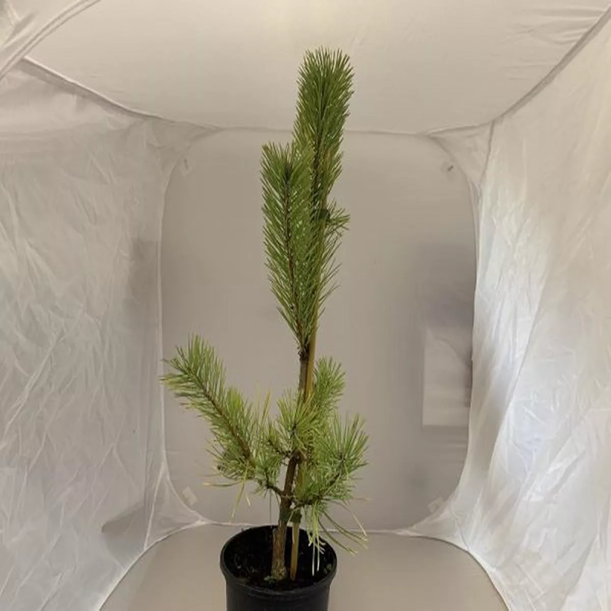 Pinus sylvestris Gold MedalScots Pine
