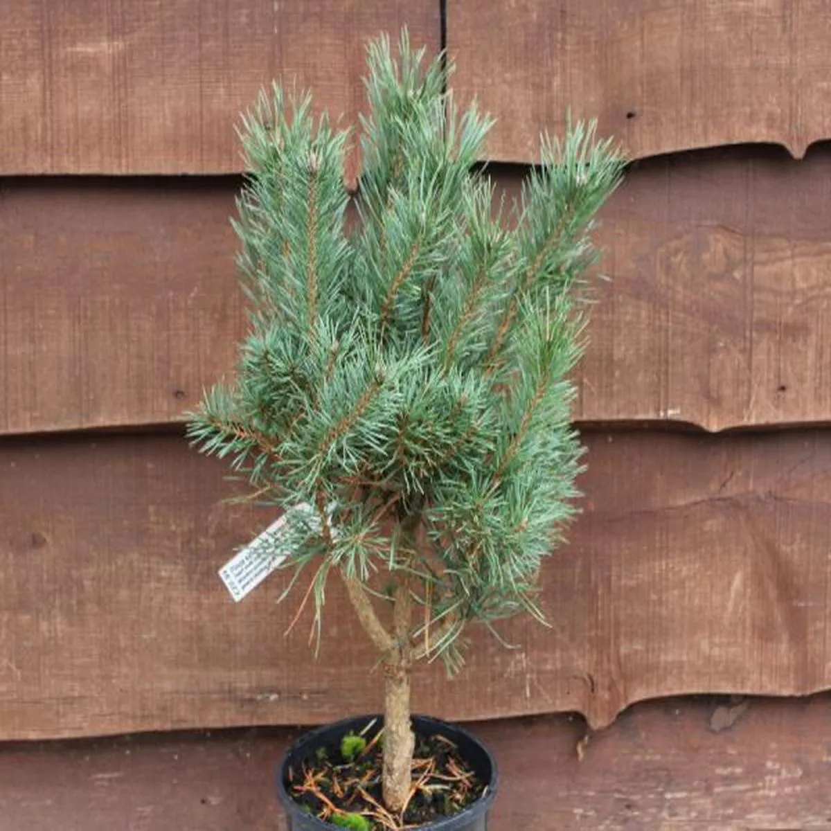 Pinus sylvestris Jansens WitchDwarf scots pine