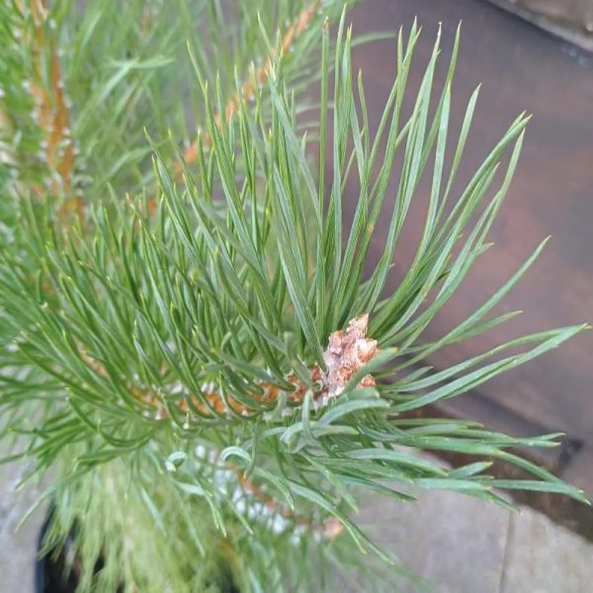 Pinus sylvestrisScots pine