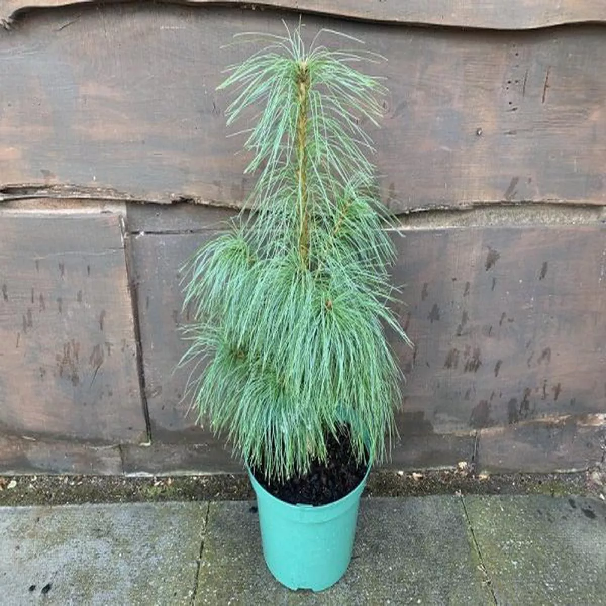 Pinus wallichianaBhutan Pine