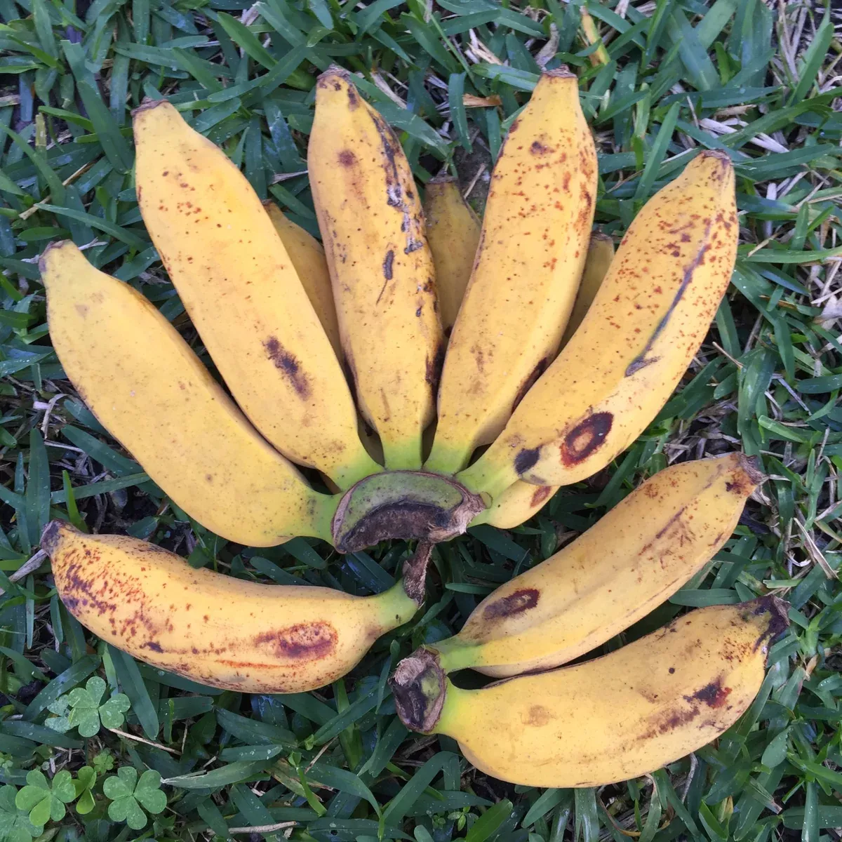 Pisang Raja Banana