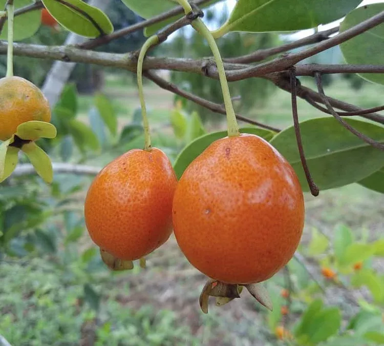 Pitanga Juba Tree