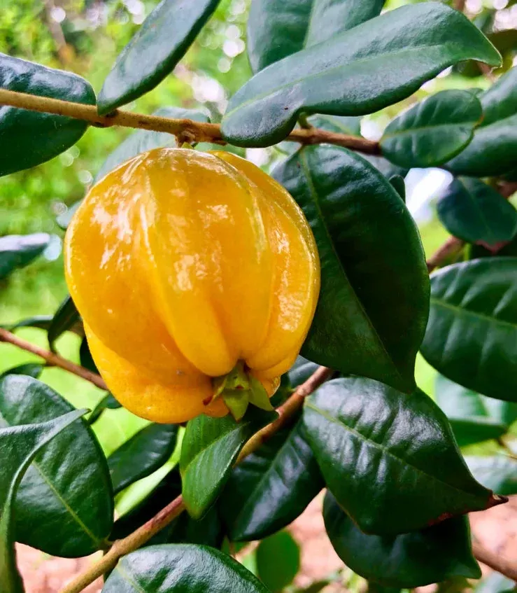 Pitangatuba Tree