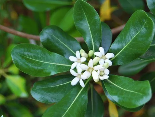 Pittosporum glabratum seeds