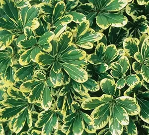 Pittosporum Mojo Variegated 3 Gallon