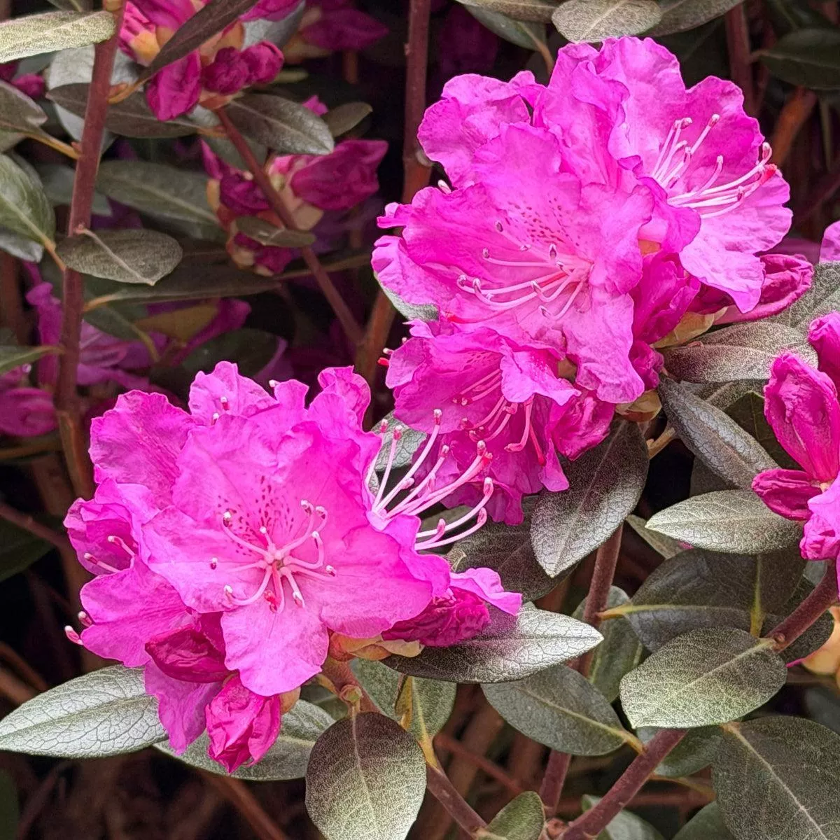 PJM Elite Rhododendron
