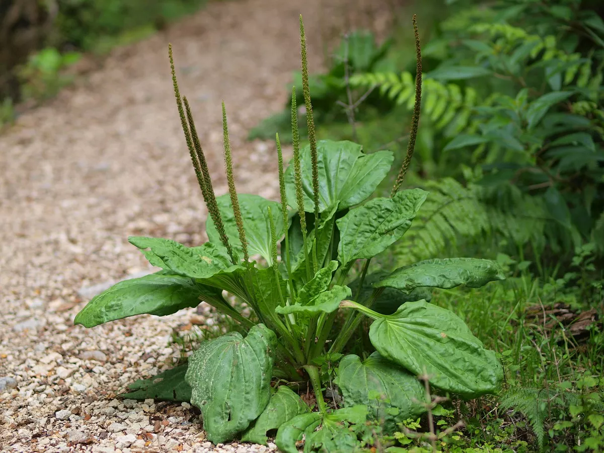 Plantain, Broad-leaf