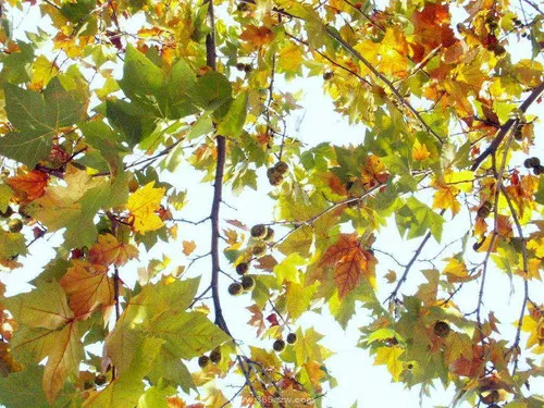Platanus orientalis