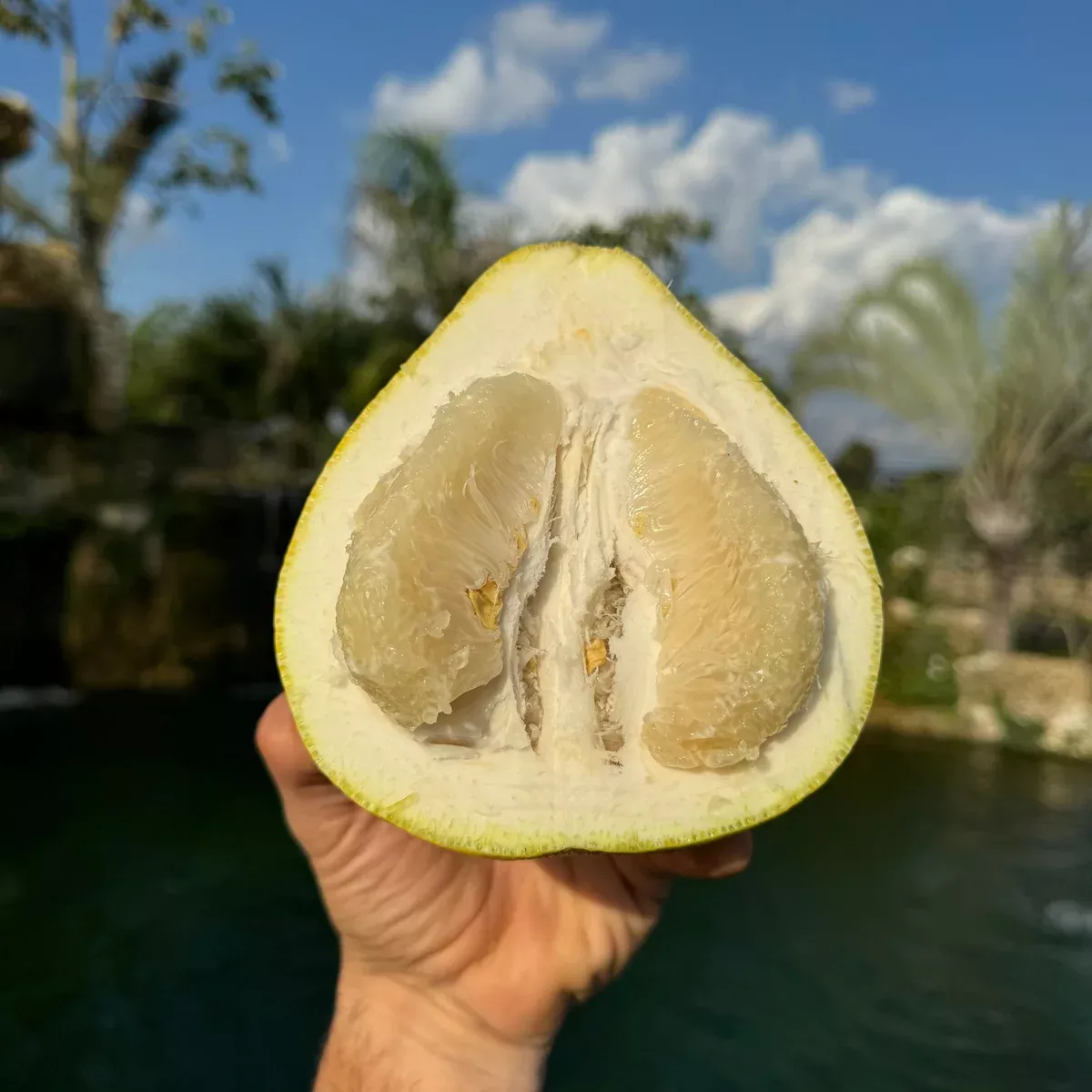 Platinum Rose Pomelo / Pummelo *Pre-Order*