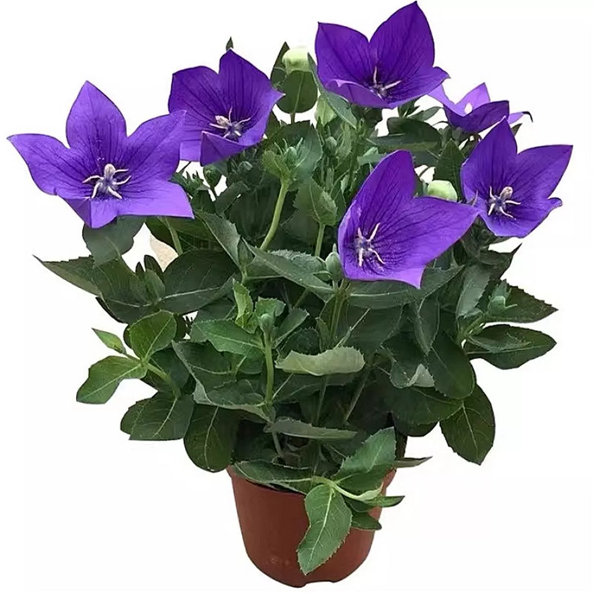 Platycodon Grandiflorus – 1-Pot