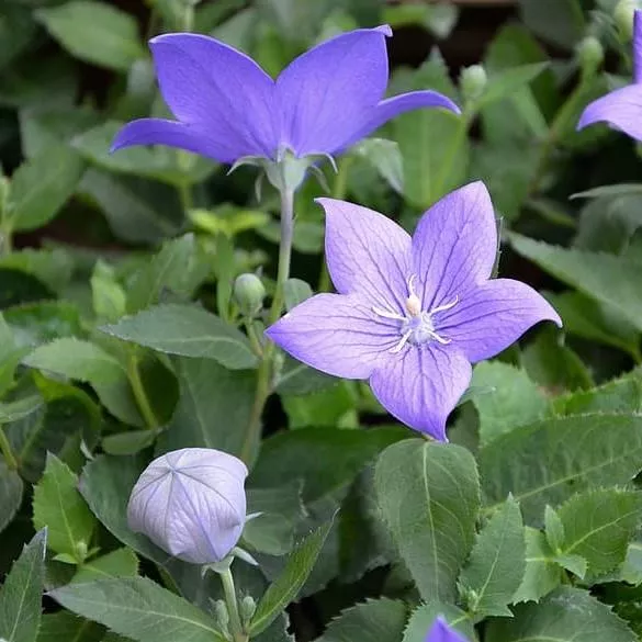 Platycodon grandiflorus 'Astra Blue'- Astra Blue Balloon Flower