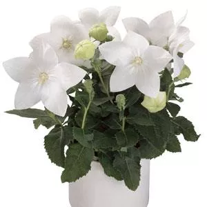Platycodon grandiflorus 'Astra White'- Astra White Balloon Flower