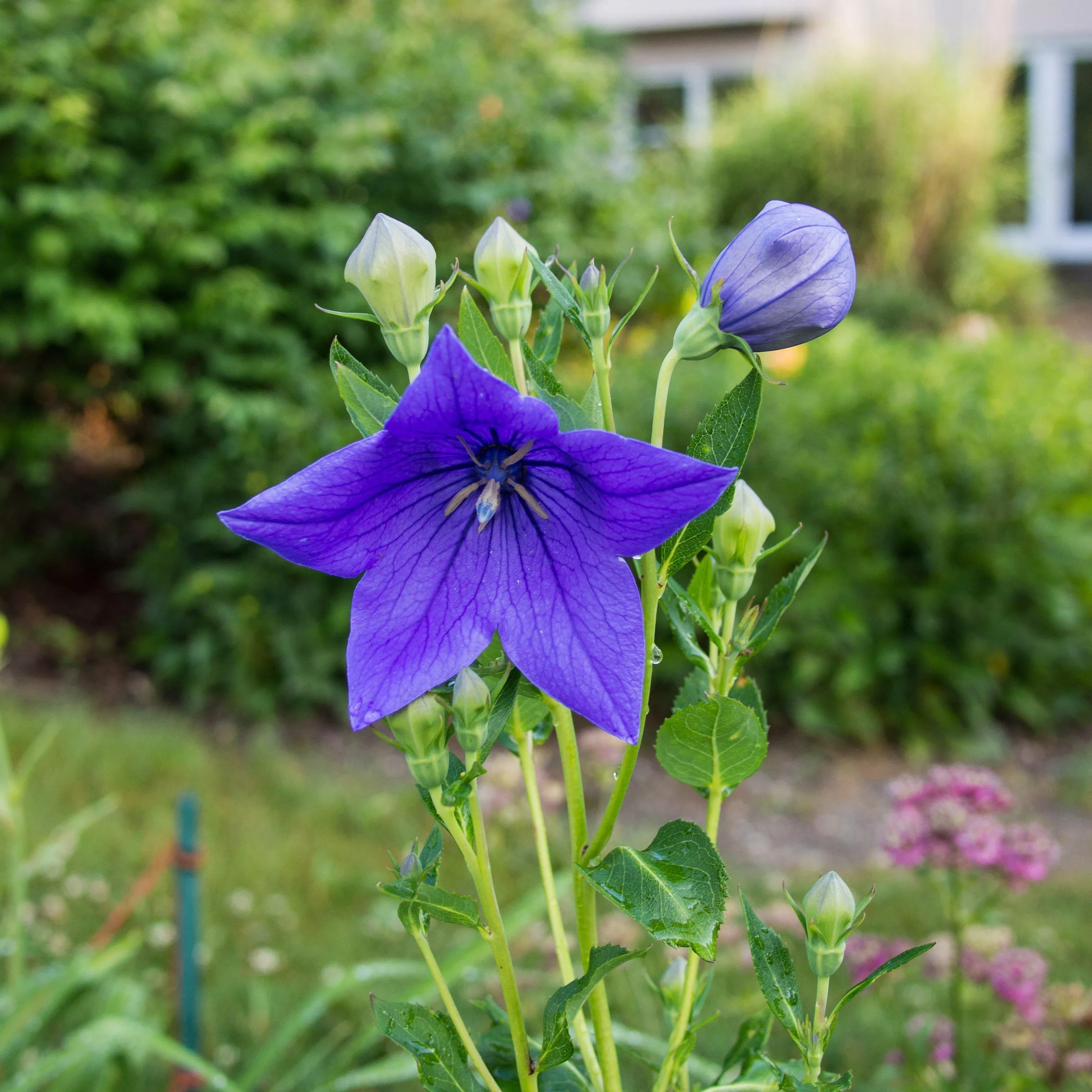 Platycodon grandiflorus 'Sentimental Blue'- Sentimental Blue Balloon Flower
