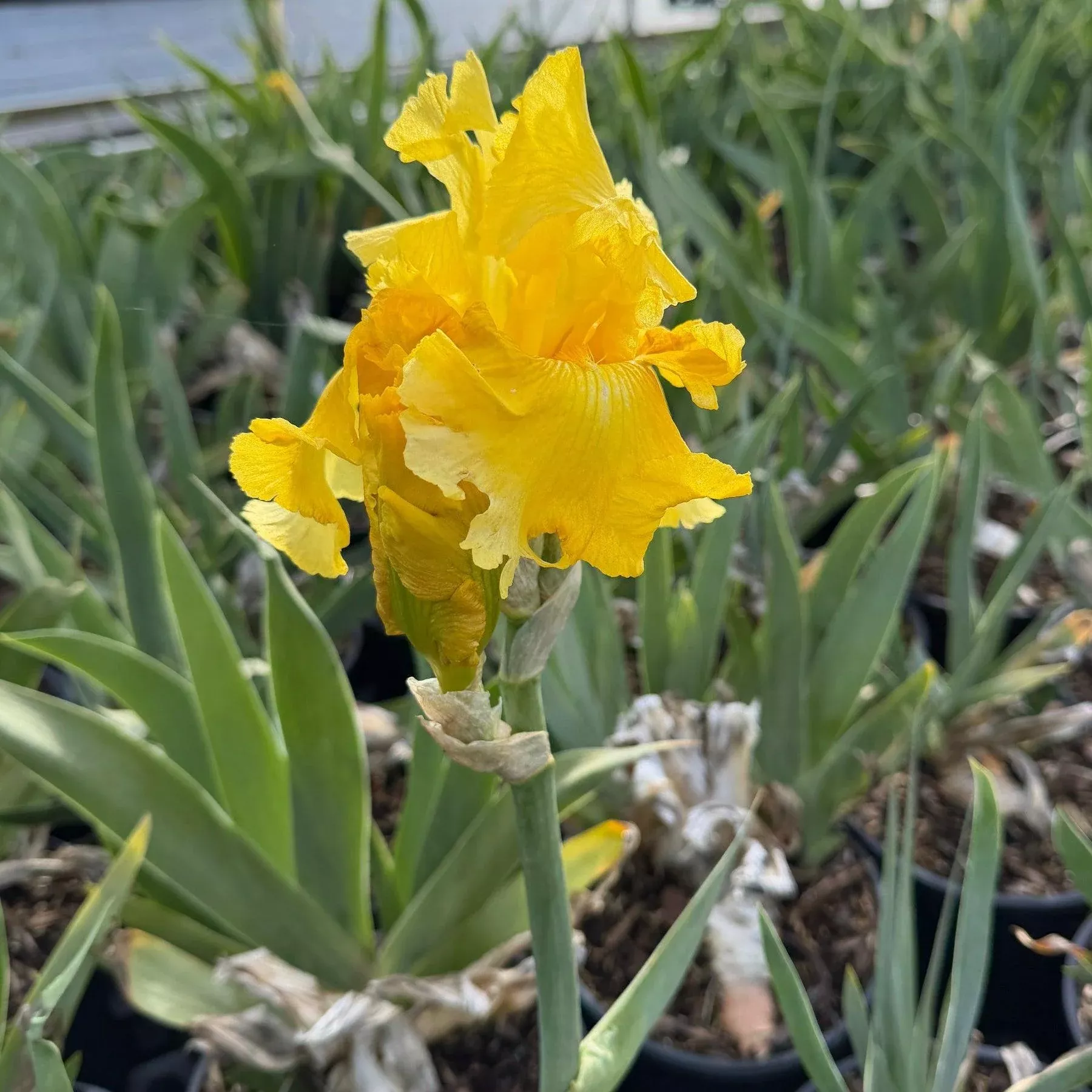Pleasant Peasant Bearded Iris