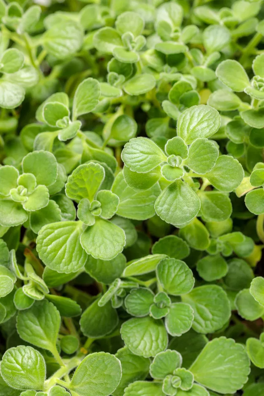 Plectranthus'Proven Accents Cerveza 'n Lime'