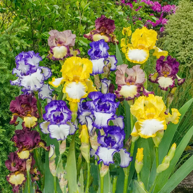 Plicata Bearded Iris Mixture