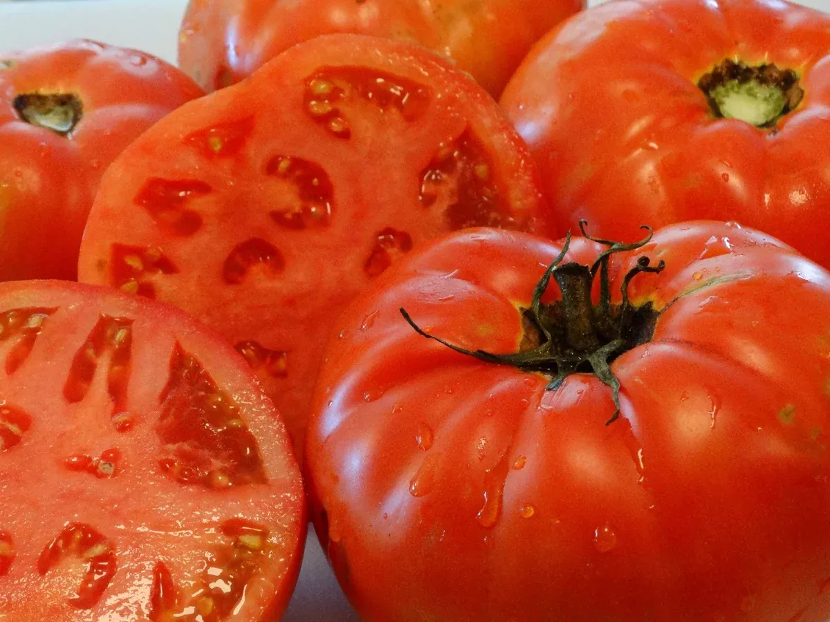 Plourde Tomato