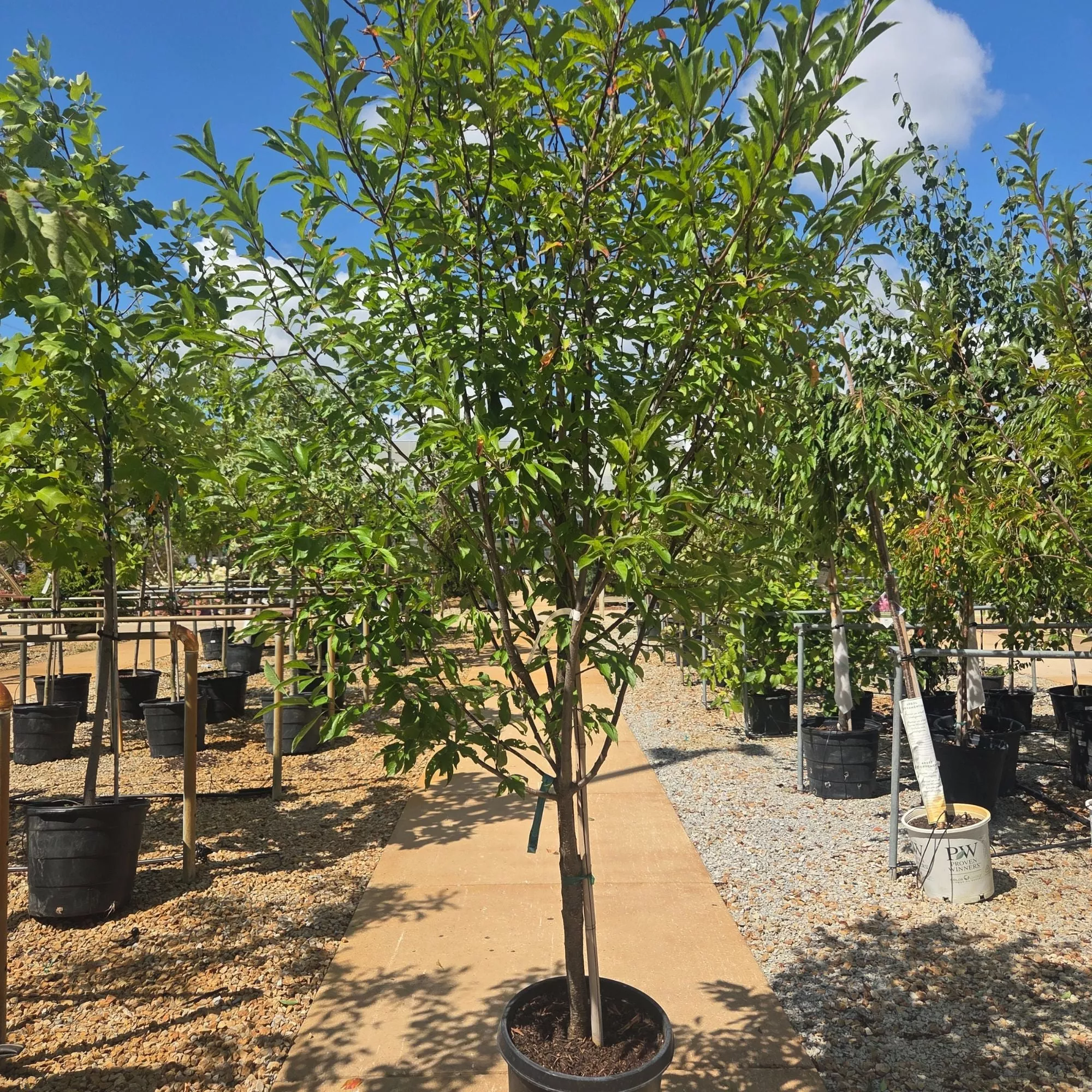 Plum Toka Tree - Prunus - 10# Potted Tree