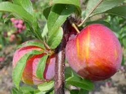 PLUM TREE BURBANK-Prunus salicina Zones 5Chill:400 hrs