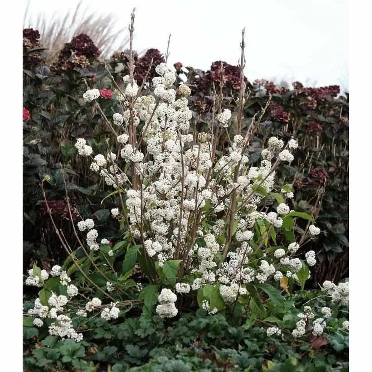 Plump n Plentiful Snow Star Beautyberry