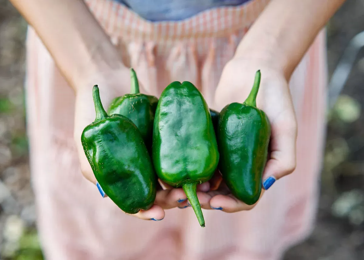 Poblano, Ancho - Hot Pepper Seeds