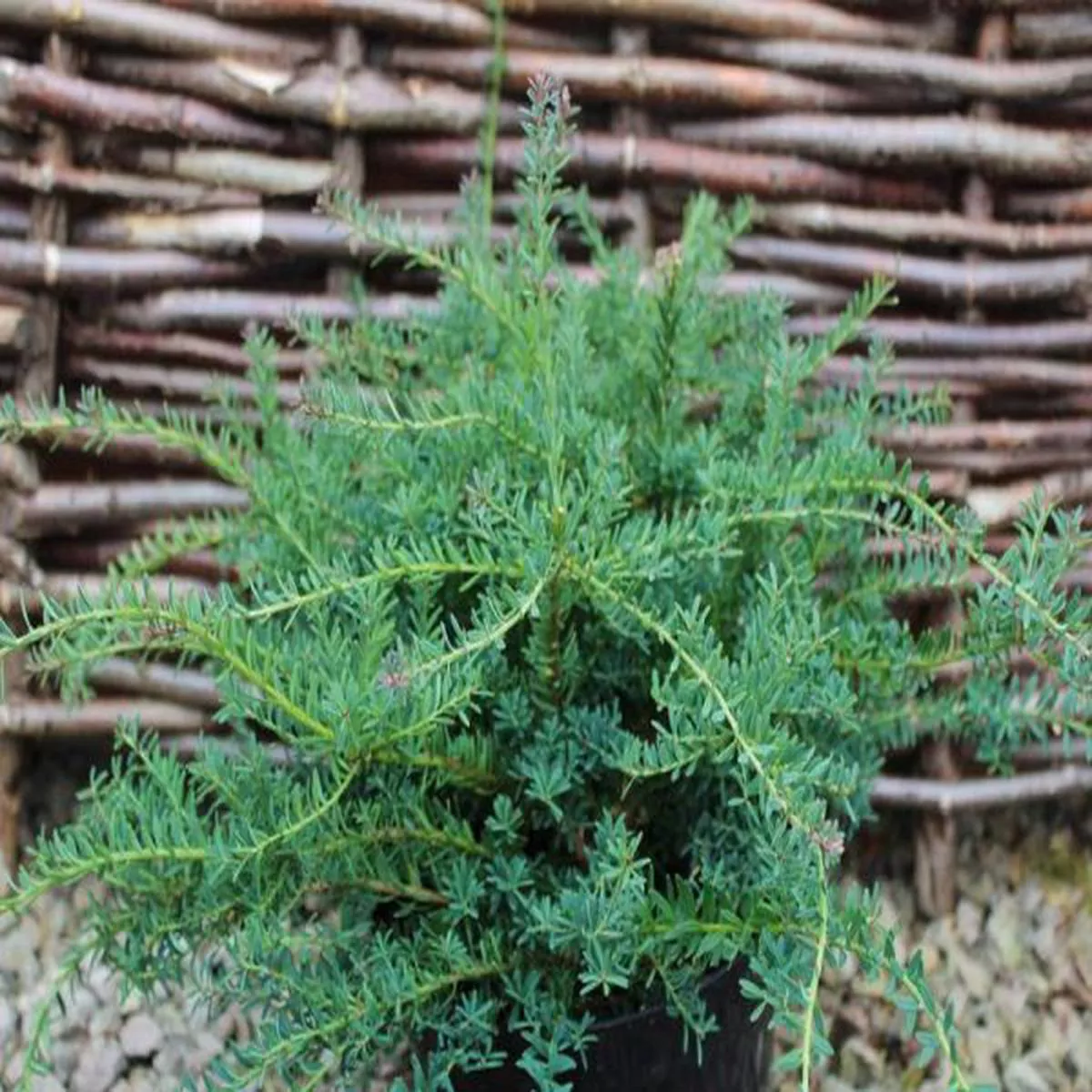 Podocarpus lawrencei Blue GemPodocarpus