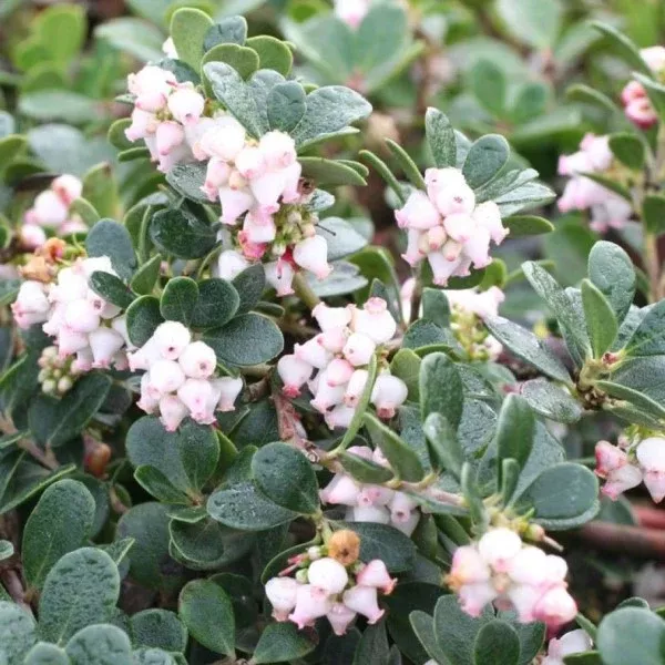 Point Reyes Manzanita