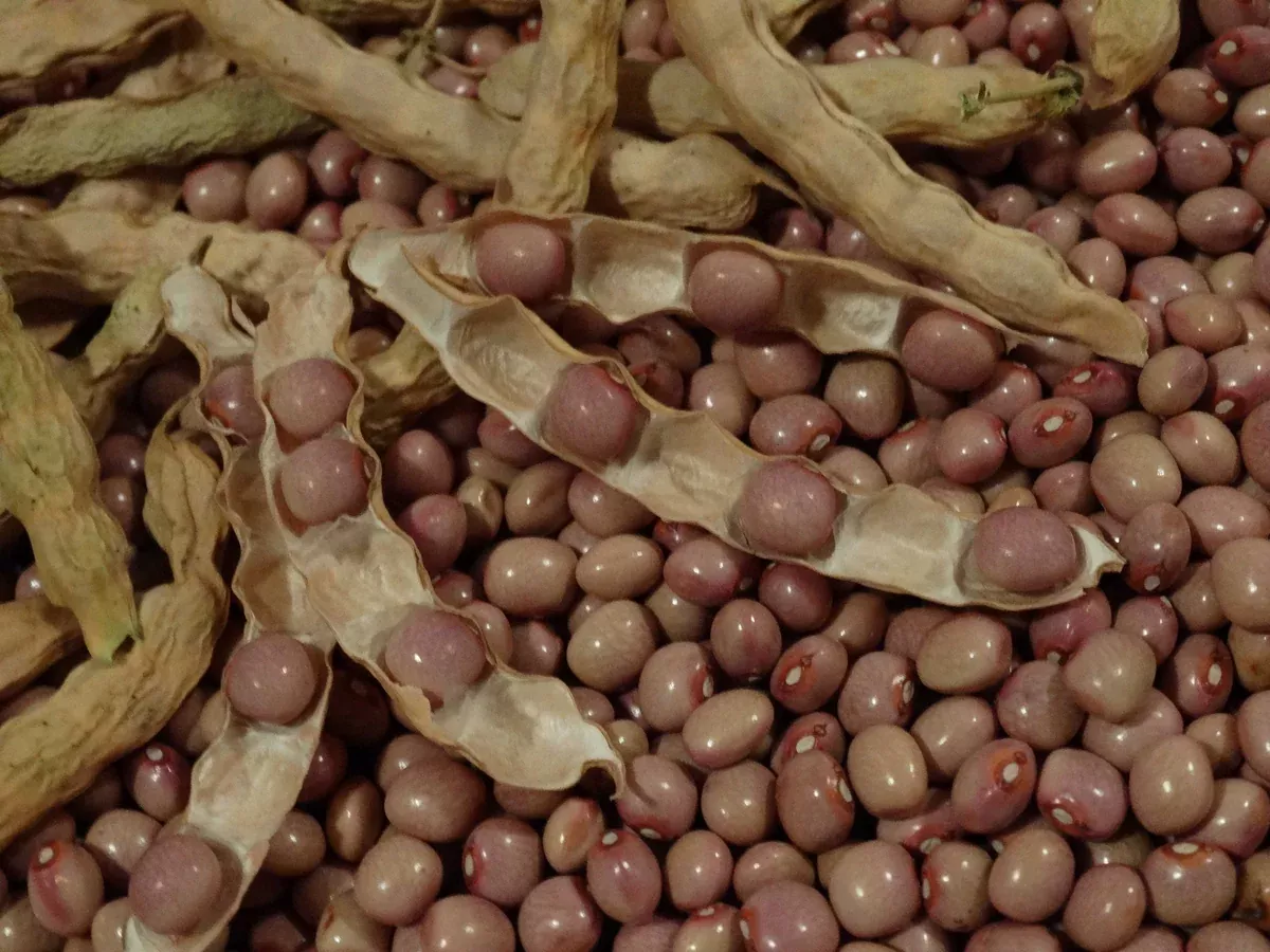 Polish Pole Bean