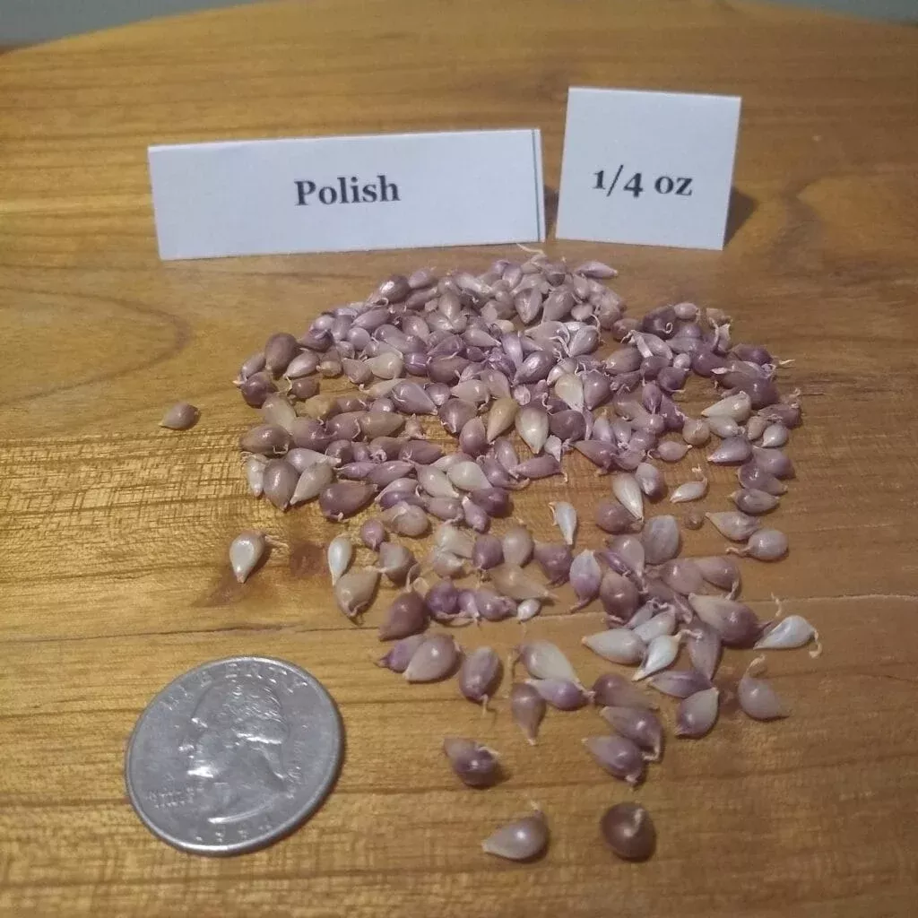 Polish
