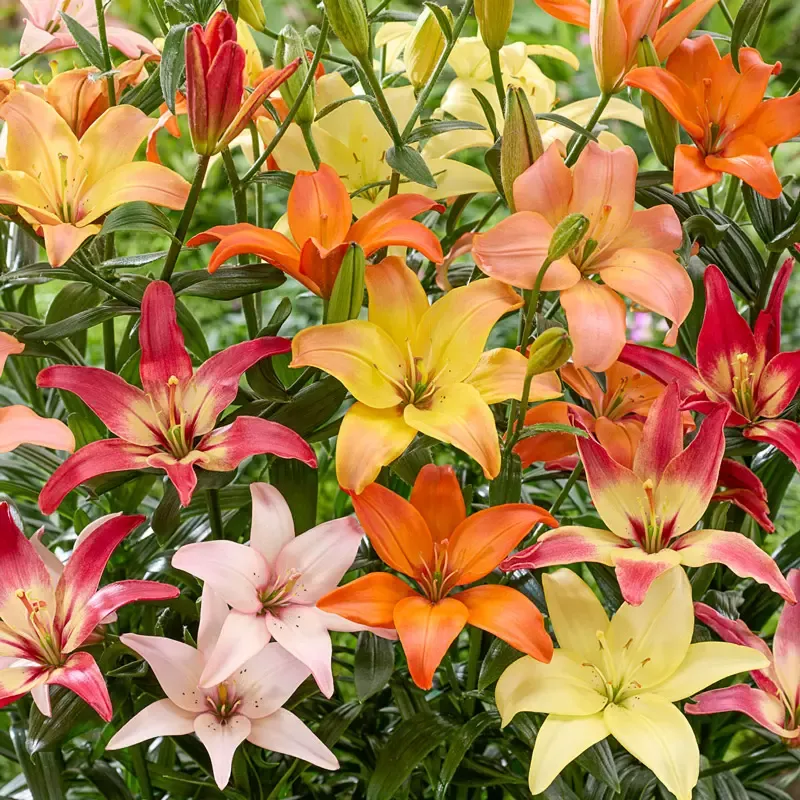 Pollen-Free Lily Mixture