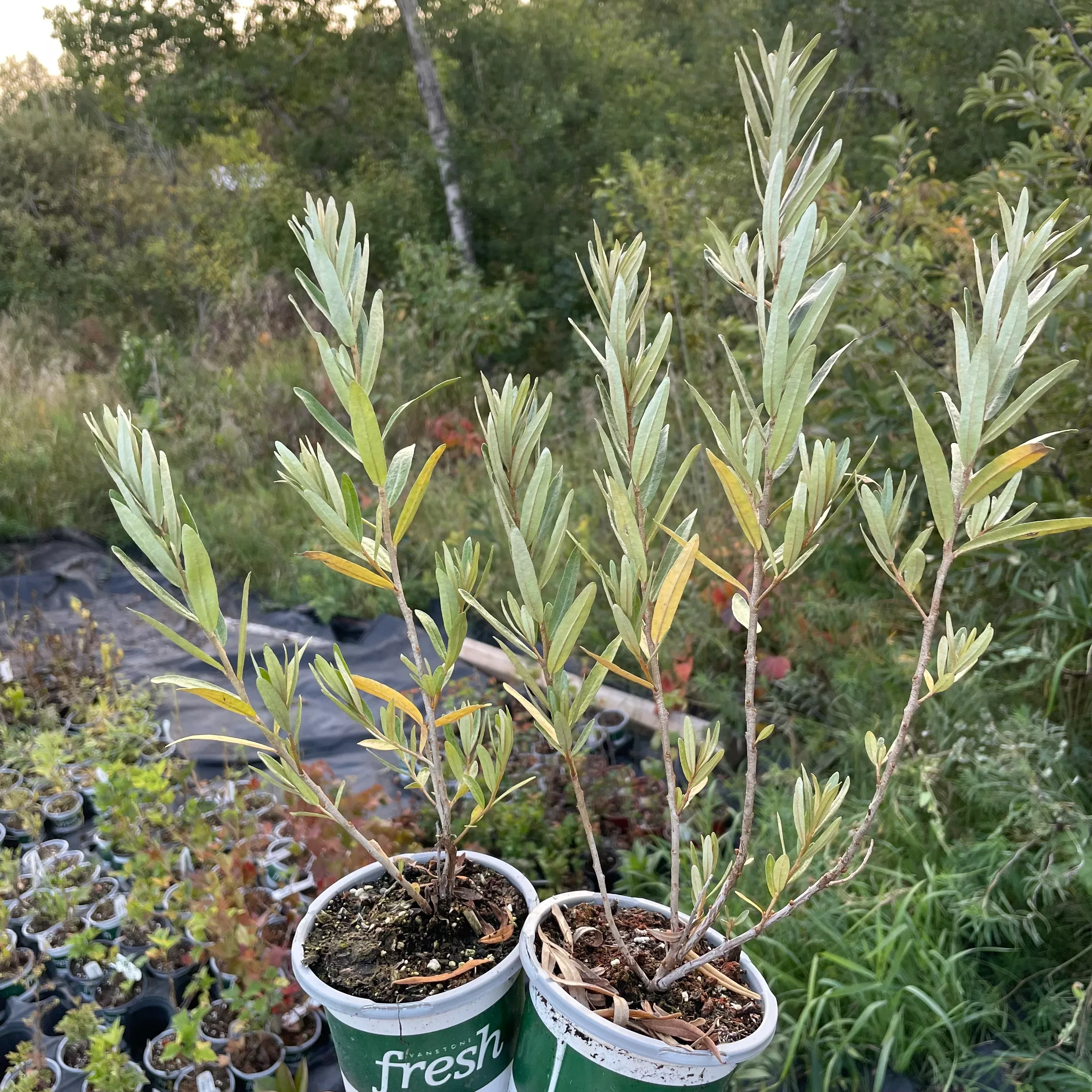 Pollmix Male Sea Buckthorn