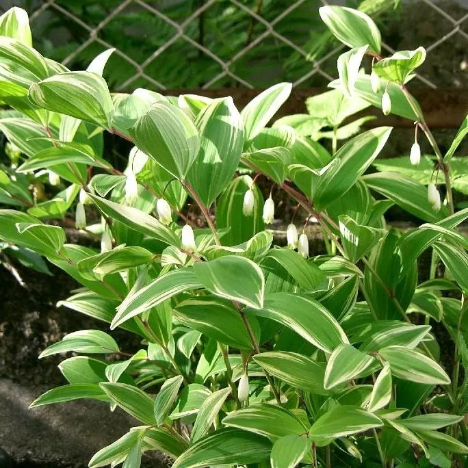 Polygonatum odoratum var. pluriflorum 'Variegatum'- Variegated Fragrant Solomon's Seal