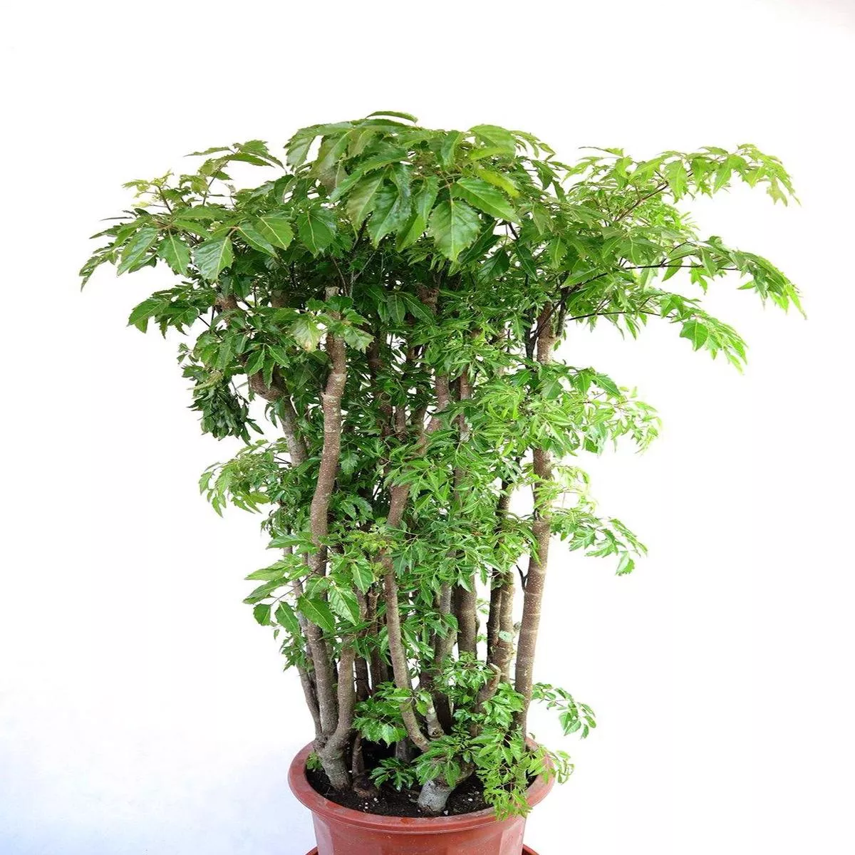 Polyscias