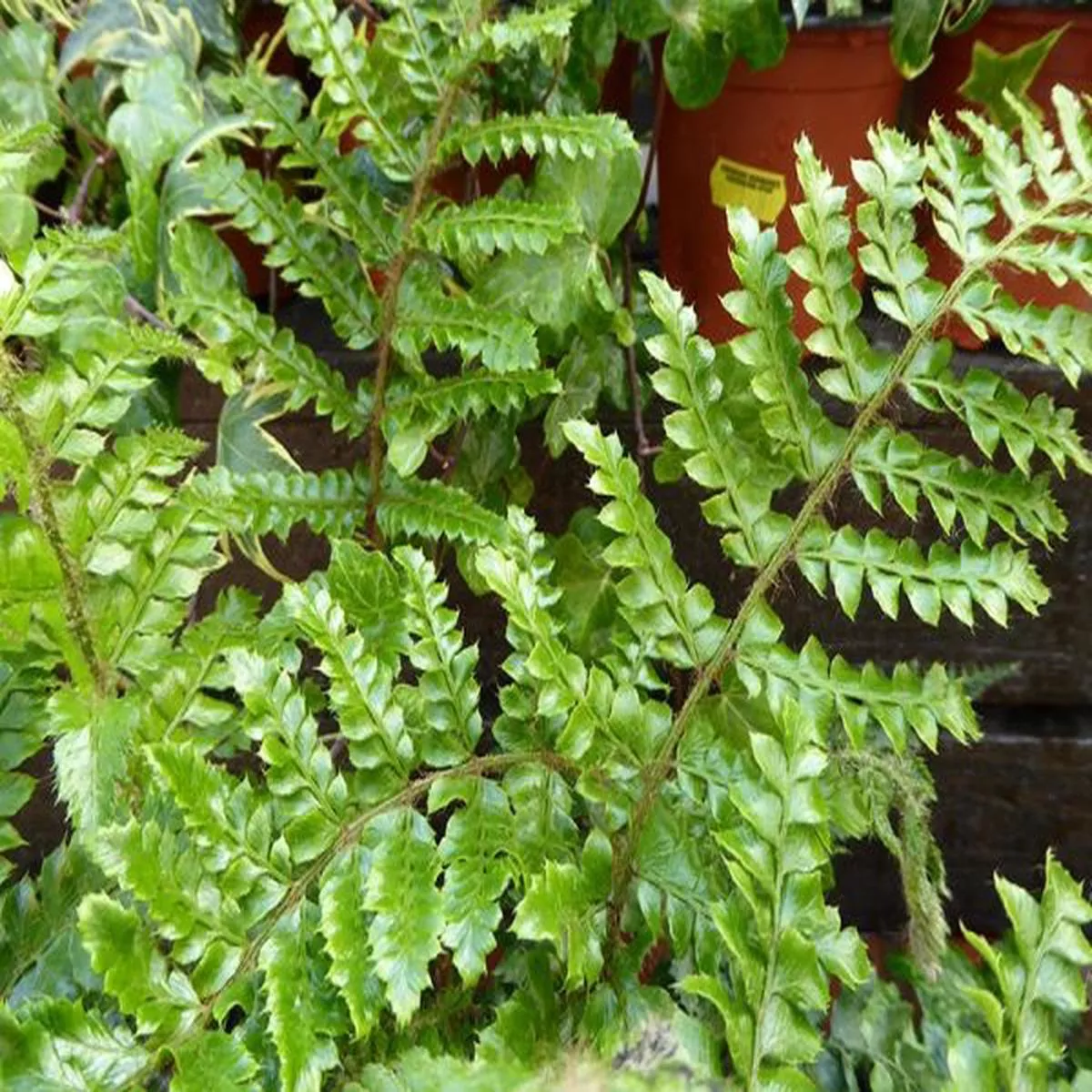 Polystichum polyblepharum - Japanese Tassel Fern