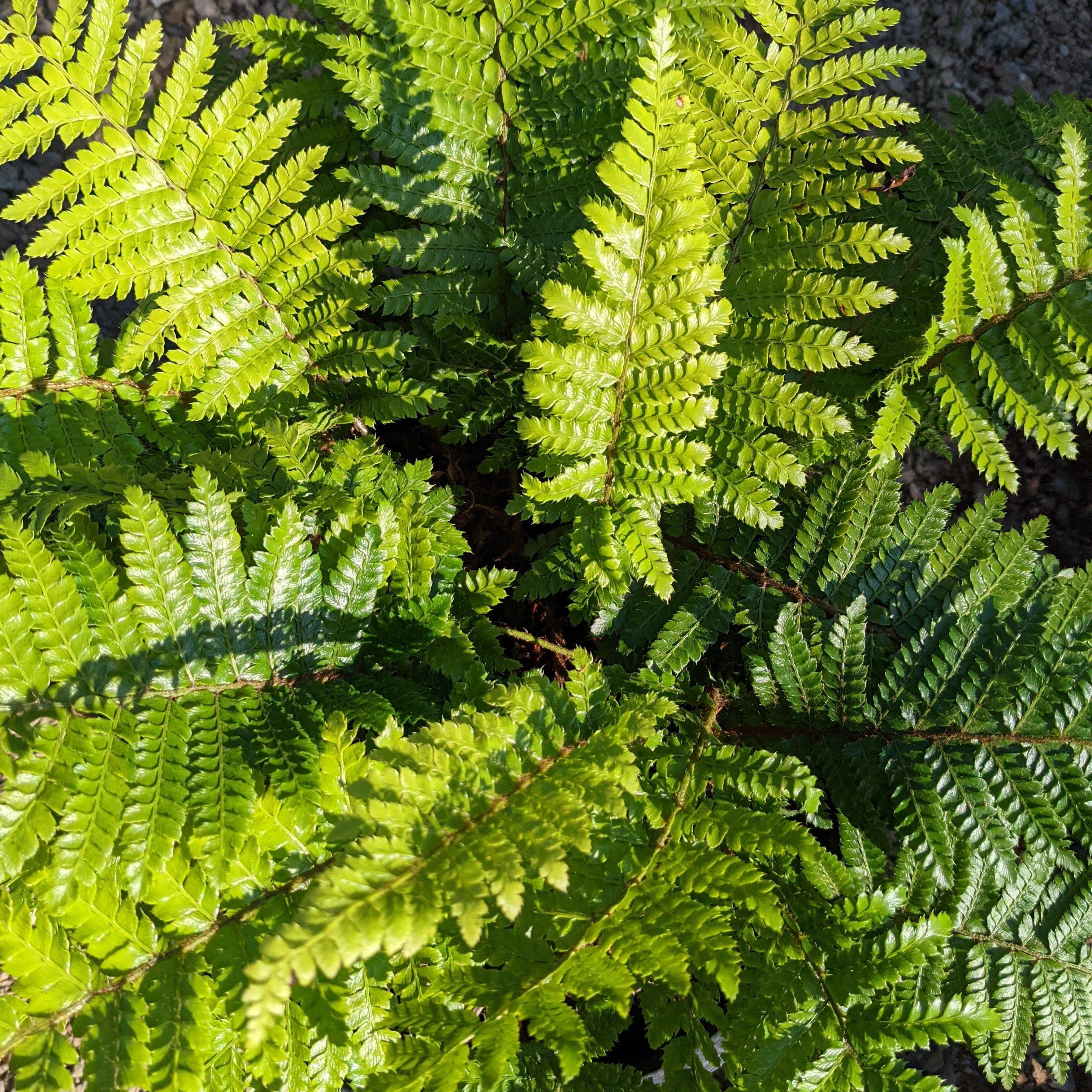 Polystichum polyblepharum 'Tassel Fern'