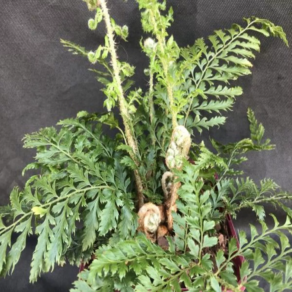 Polystichum setiferum Bevis (Soft Shield Fern)