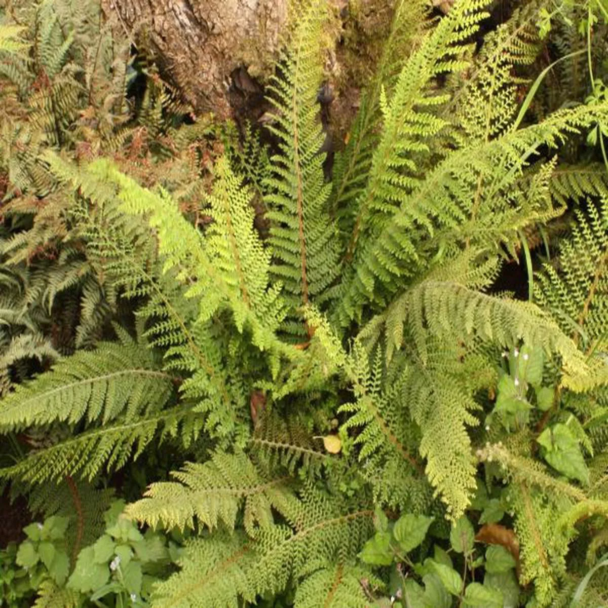 Polystichum setiferum Herrenhausen (Soft Shield Fern)Soft shield fern