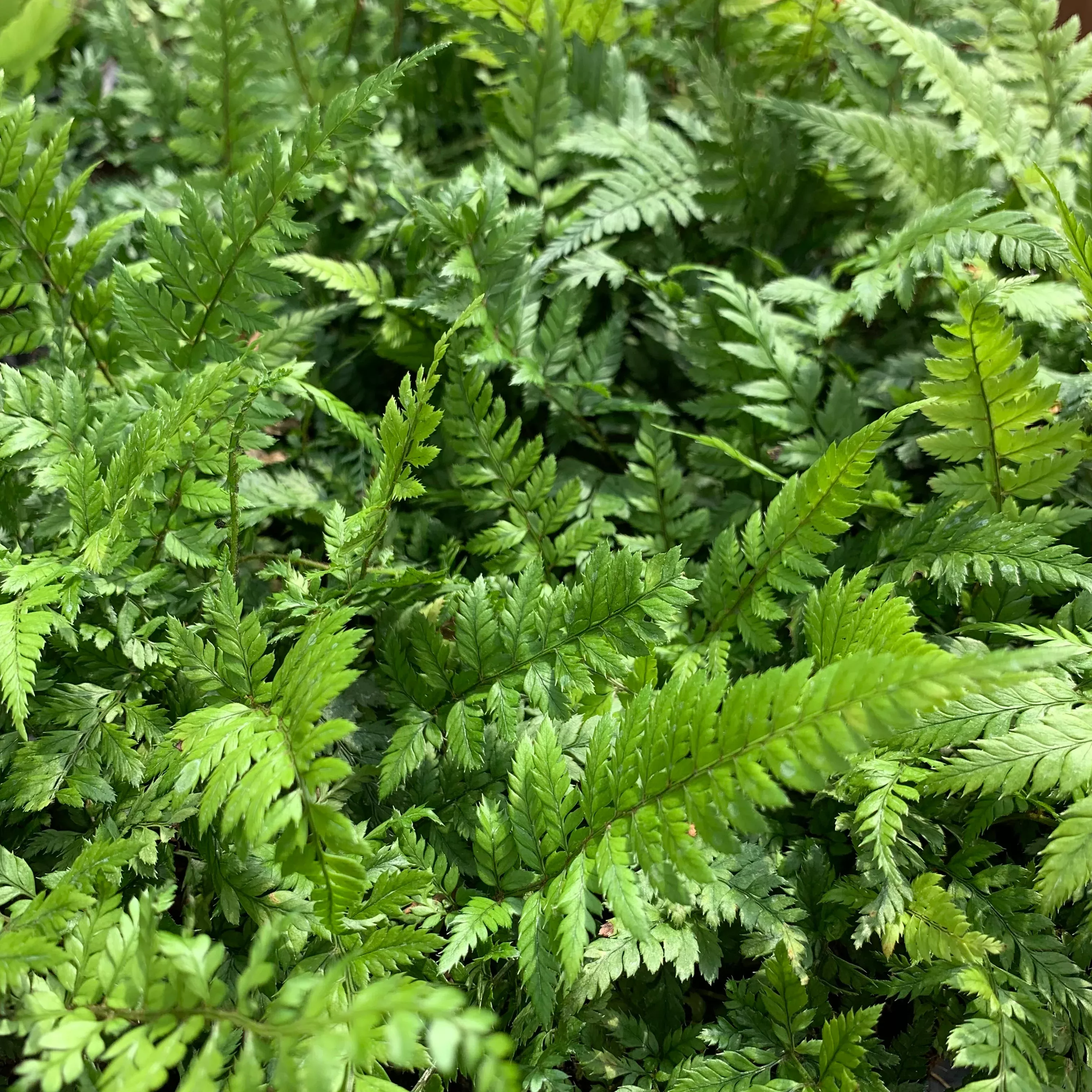 Polystichum tsus-simense 'Korean Rock Fern'