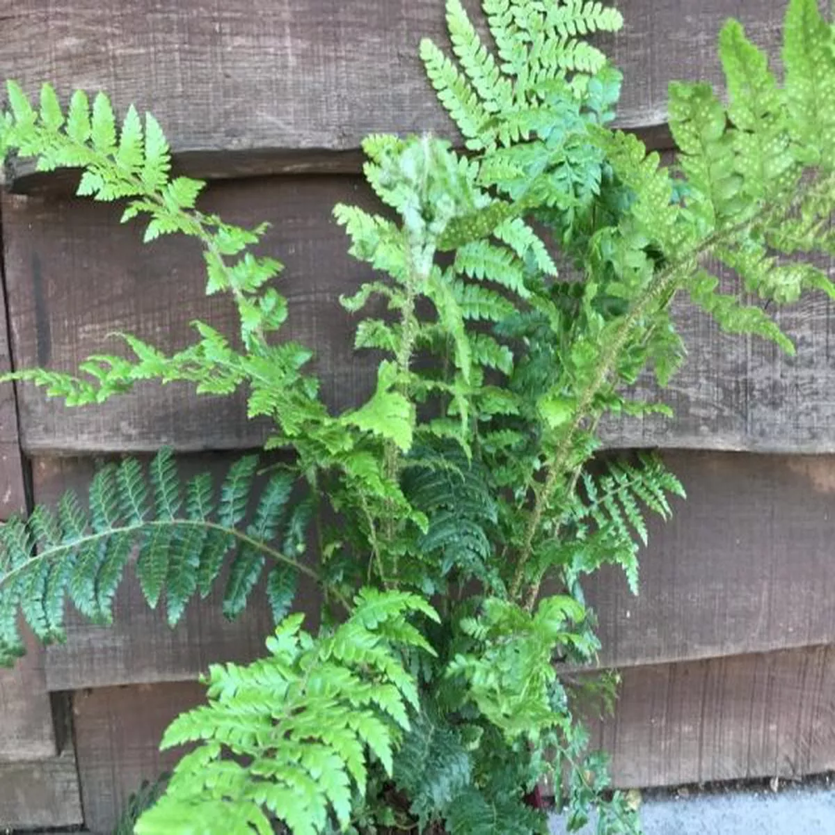 Polystichum x dycei (Dyces Holly Fern)