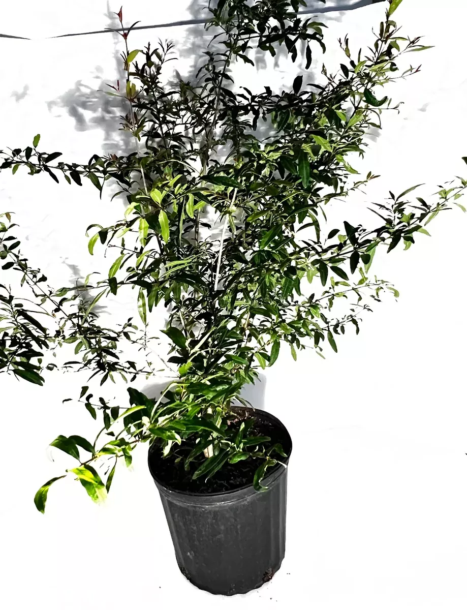 Pomegranate Tree/Bush (Tropical Vietnamese) 3 gallon