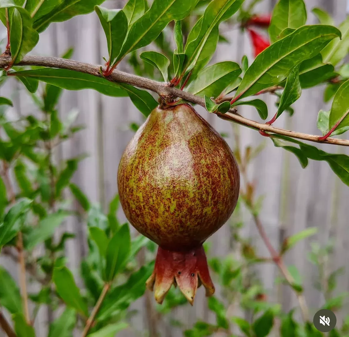 Pomegranate Tree 'Salavatski'