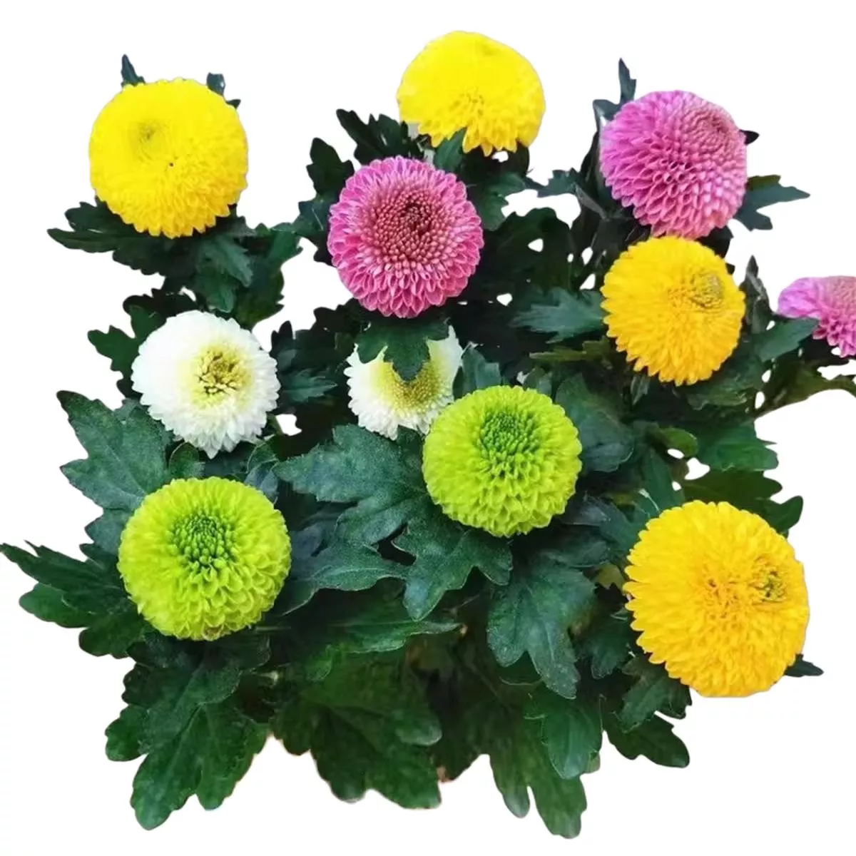 Pompon Mum – 5-Pot | Mixed Colors