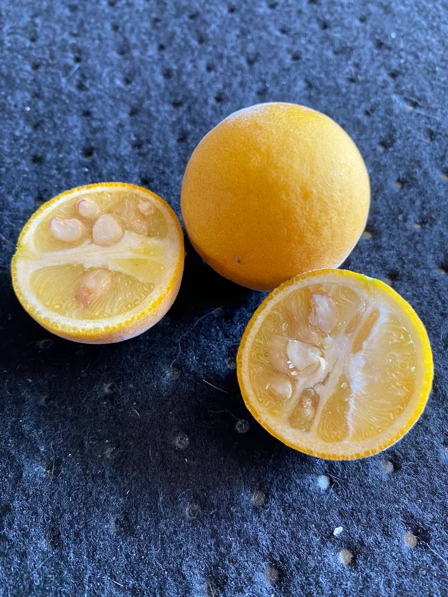 Poncirus trifoliata Seeds - Trifoliate Orange